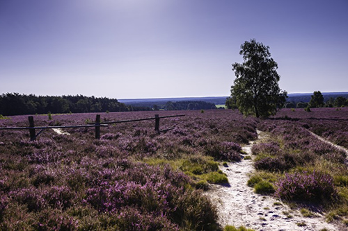 Wandern in der Lüneburger Heide